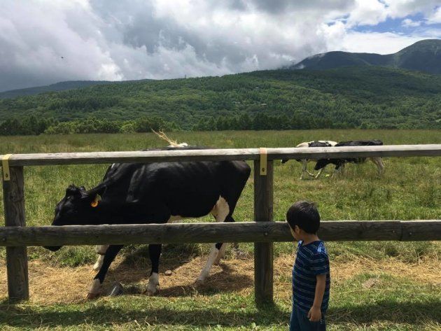 3歳の男の子は、この日初めて本物の牛や馬を見たそうです