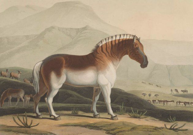 サミュエル・ダニエル「アフリカの風景と動物」（1804～1805年）より