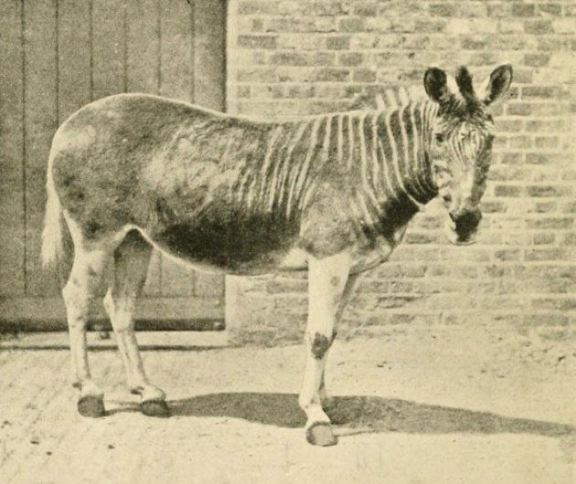 ロンドン動物園で飼育されていたクアッガ（1875年撮影）