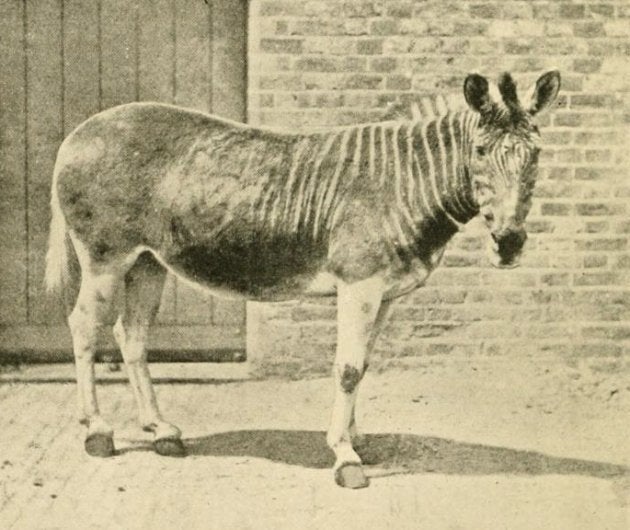 ロンドン動物園で飼育されていたクアッガ（1875年撮影）