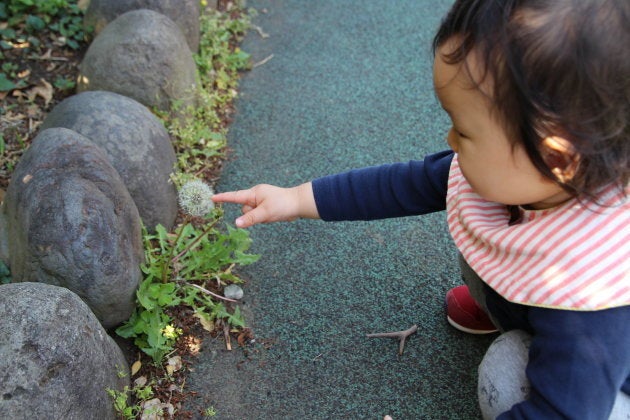 雨上がりの綿毛は湿っていてくずれにくい。