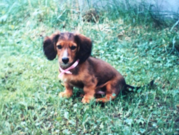 小学校1年生のときウチにやってきた愛犬ぼんは、弟のような存在だった。犬や鳥など生き物をたくさん飼っていたことが、関心の原点にあるのかもしれない。