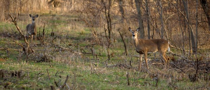 Authorities are urging hunters to take extra precautions to minimize potential exposure to the disease while handling deer carcasses.