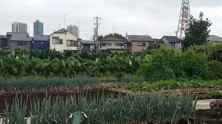 ●周囲に住宅が迫る中で営農が続けられている生産緑地＝東京都練馬区