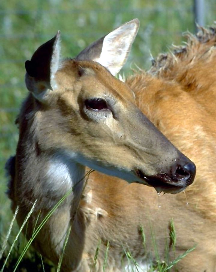 A white-tailed deer showing symptoms of chronic wasting disease, including drooling, is shown in this undated file photo provided by the Colorado Division of Wildlife.