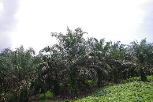 ●パーム油用のアブラヤシ農園＝マレーシア・サラワク州