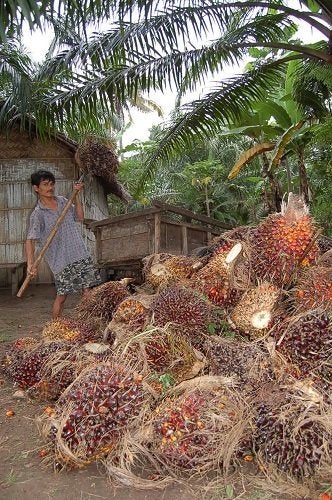 ●アブラヤシの実を収穫する農民＝インドネシア・スマトラ島