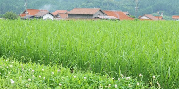 Japan, Yamaguchi Prefecture, Mine, View of rice field and private house (Photo by: JTB Photo/UIG via Getty Images)