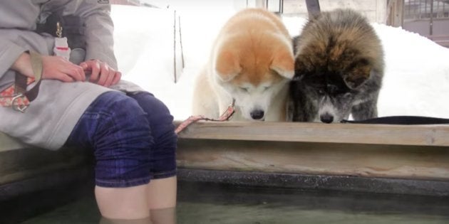 モフモフのちら見えがミソ 雪の大館市で秋田犬3頭がgoogleストリートビューを撮影 ハフポスト