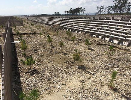 写真1 東日本大震災津波被災地のクロマツ植林（岩沼市において２０１７年９月に筆者が撮影）