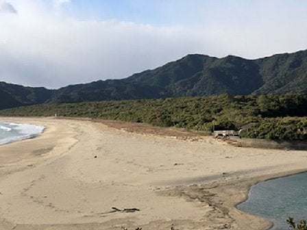 写真3 大岐海岸と海岸林（２０１８年２月に筆者が撮影）