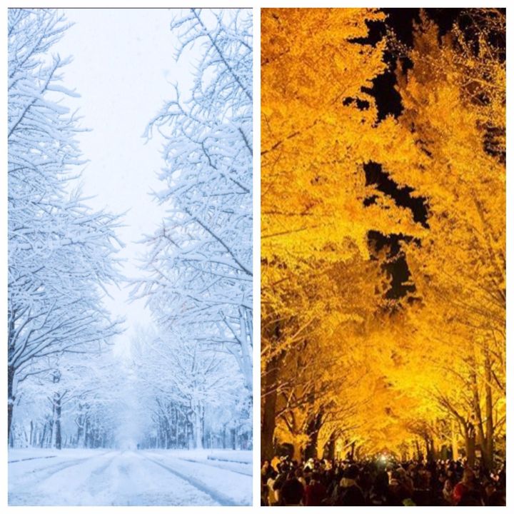かなざわさんが撮影した雪のイチョウ並木（左）。ほんの3週間前、同じ場所でかなざわさんが撮影した紅葉のライトアップ（右）