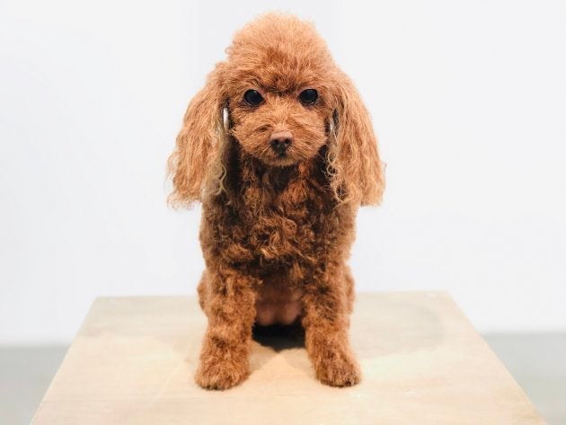 愛犬の分身 300万円で作ります クローンワンコ がリアルすぎて驚きを隠せない ハフポスト 愛犬の分身 300万円で作ります クローンワンコ がリアルすぎて驚きを隠せない ハフポスト
