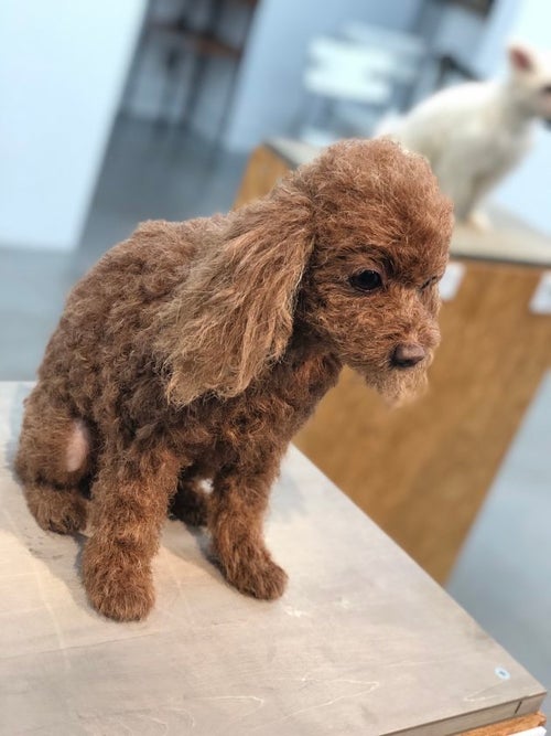愛犬の分身、300万円で作ります」 “クローンワンコ”がリアルすぎて驚き 