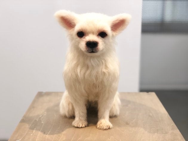 愛犬の分身 300万円で作ります クローンワンコ がリアルすぎて驚きを隠せない ハフポスト 愛犬の分身 300万円で作ります クローンワンコ がリアルすぎて驚きを隠せない ハフポスト