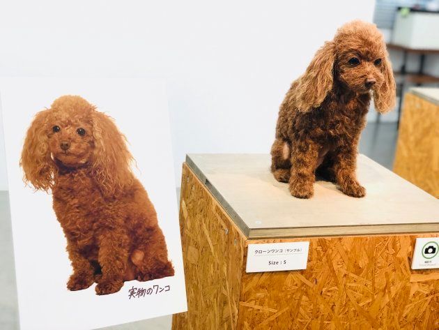 左が岡部氏の愛犬の写真。右が愛犬の「クローンワンコ」。
