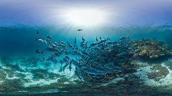 セーシェル、世界初のソブリン・ブルー・ボンドを発行