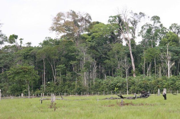 アマゾン熱帯林で実験的に作られた林縁．林縁には背の低い樹木がびっしりと葉を茂らせている