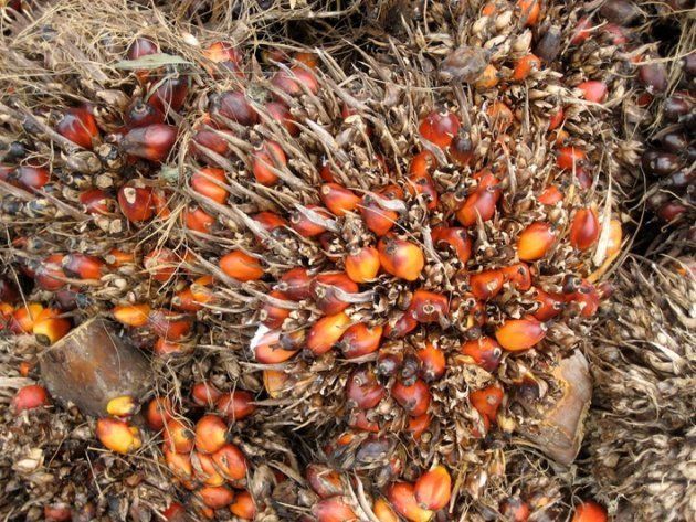 熟したアブラヤシの実．果肉と種子から油がとれ、種子の殻部分も燃料とされる