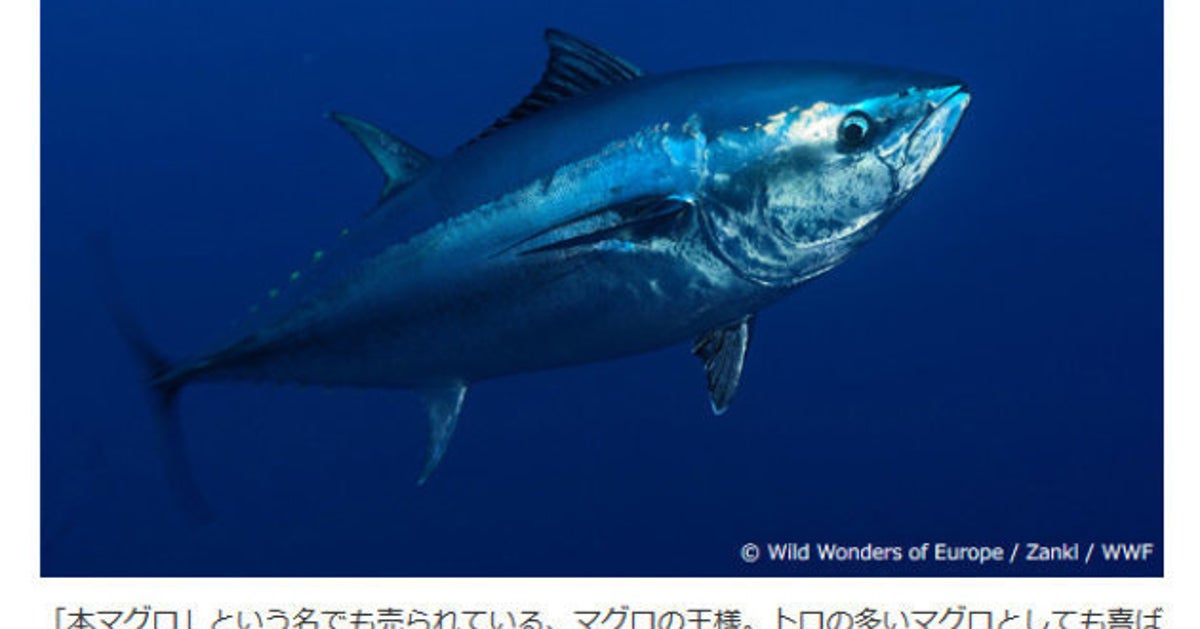 4122 外国切手　フィジー　2004年　世界自然保護　海洋生物　魚類　マグロ 4122 外国切手 フィジー 2004年 世界自然保護 海洋生物 魚類