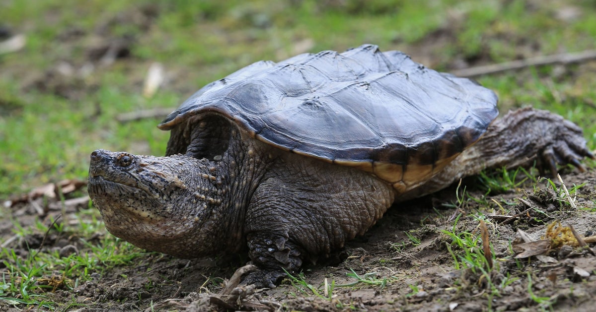 池の水ぜんぶ抜く大作戦 カミツキガメを大量捕獲 ロンブー淳 1年半やってきて きょうが一番大変でした ハフポスト