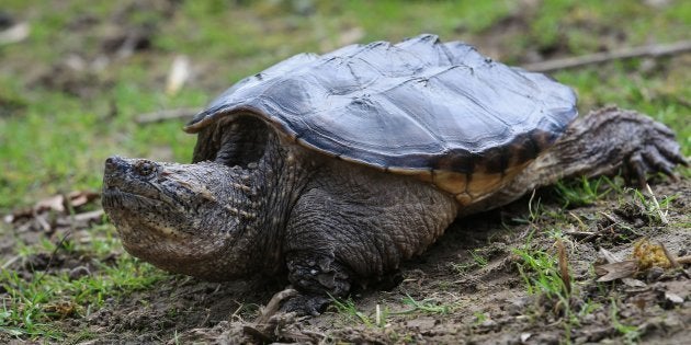 カミツキガメのイメージ写真