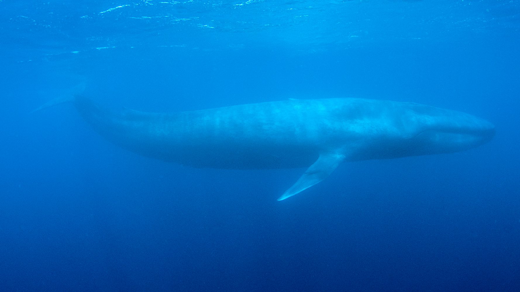 恐怖の自殺ゲーム シロナガスクジラ とは ハフポスト