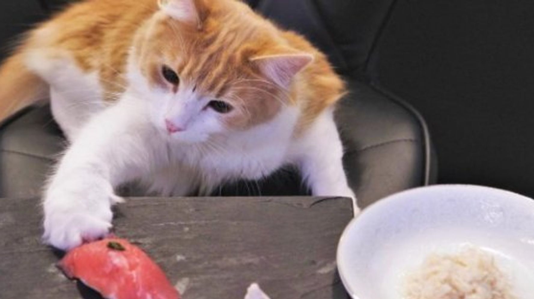 猫のためのお寿司 とっても手が込んでいて美味しそう 動画 ハフポスト Life
