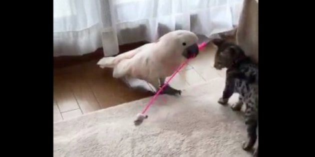 闘牛士も真っ青 猫じゃらしで子猫と遊ぶオウムが たまらなく可愛い 動画 ハフポスト Life