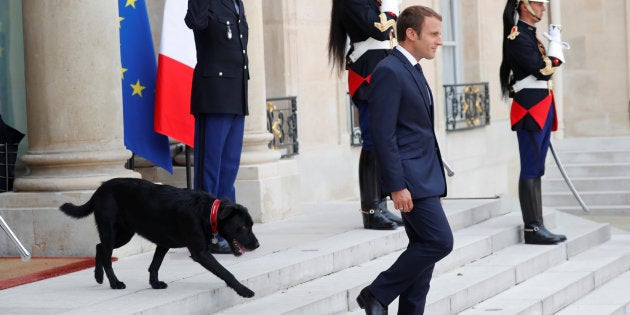 フランスの ファーストドッグ は元 保護犬 マクロン大統領 黒い雑種犬 ネモ を官邸に引き取る ハフポスト