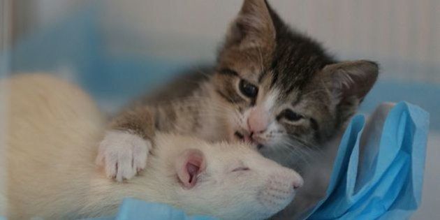 恐れ知らずのネズミが親のいない子猫をお世話する 不思議な猫カフェ ハフポスト Life