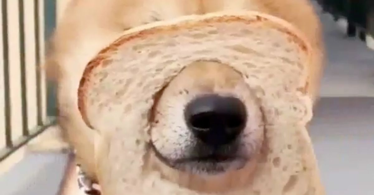 わっかを見せたら犬が鼻をスポッ キュートすぎる動画チャレンジが話題 ハフポスト