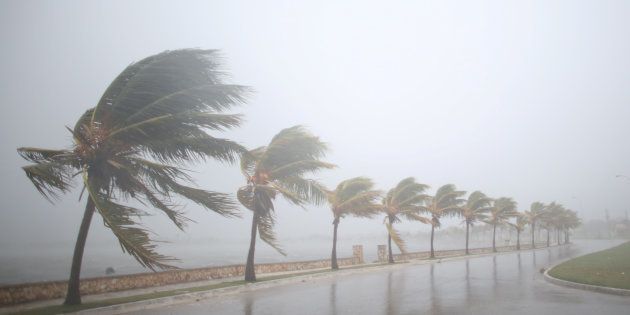 Palm trees sway in the wind prior to the arrival of the Hurricane Irma in Caibarien, Cuba, September 8, 2017. REUTERS/Alexandre Meneghini