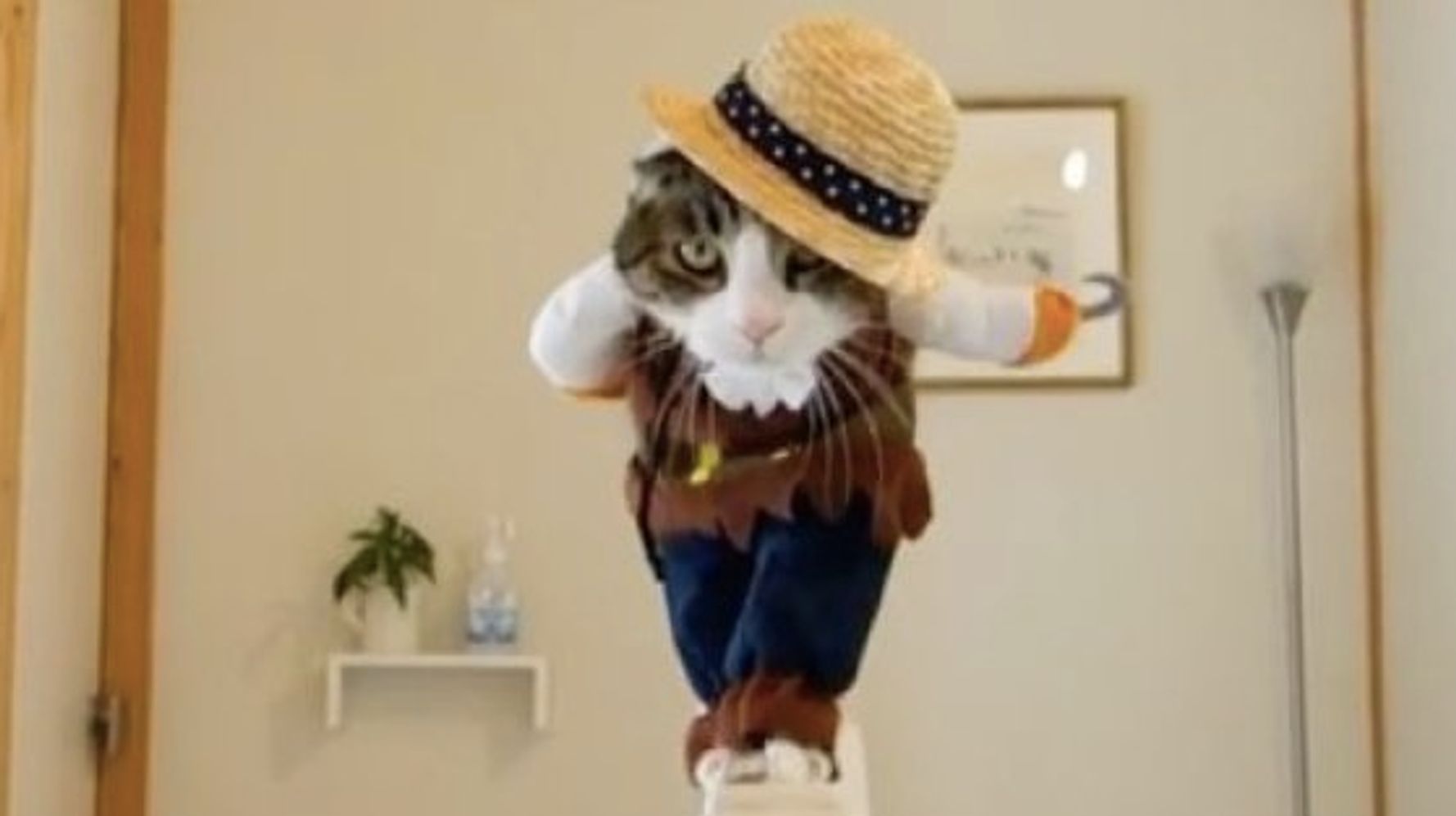 猫ちゃん 二足歩行できるの 麦わら帽でキャットウォークして可愛すぎる ハフポスト Life