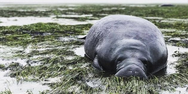 マナティーも救出される 大型ハリケーン イルマ で海も干上がる ハフポスト マナティーも救出される 大型ハリケーン イルマ で海も干上がる ハフポスト
