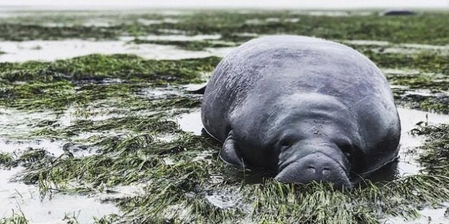 マナティーも救出される 大型ハリケーン イルマ で海も干上がる ハフポスト