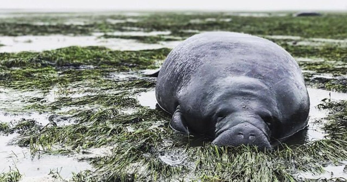 マナティーも救出される 大型ハリケーン イルマ で海も干上がる ハフポスト