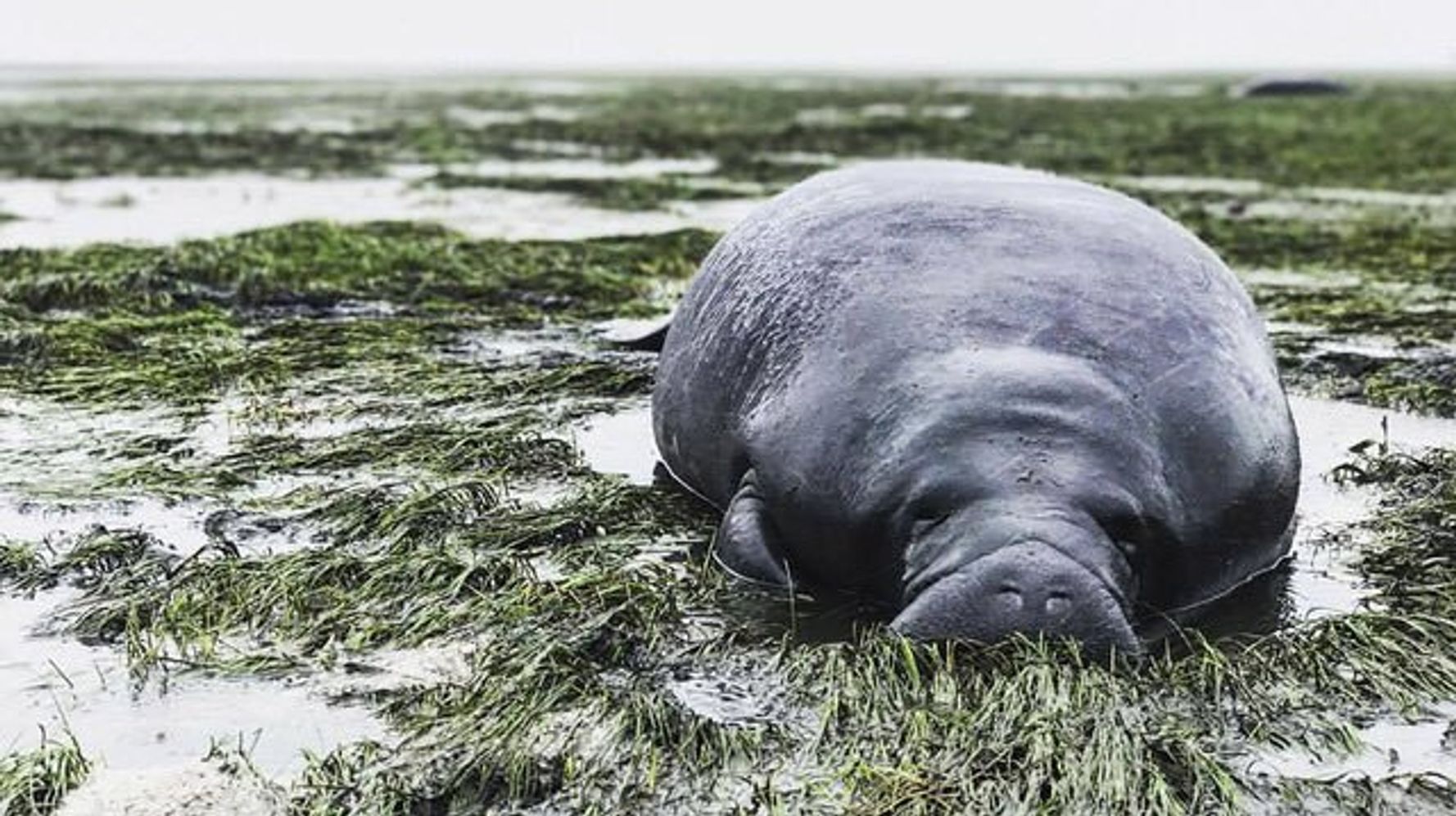 マナティーも救出される 大型ハリケーン イルマ で海も干上がる ハフポスト