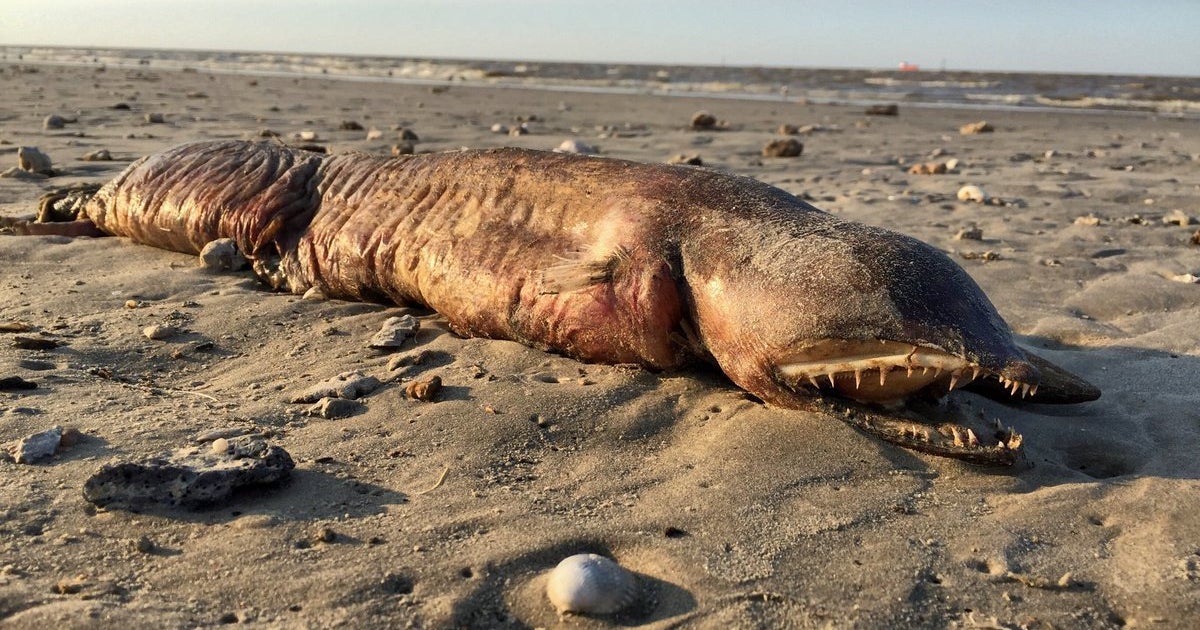 謎の生物が海岸に打ち上げられる エイリアン とtwitterざわつく ハフポスト