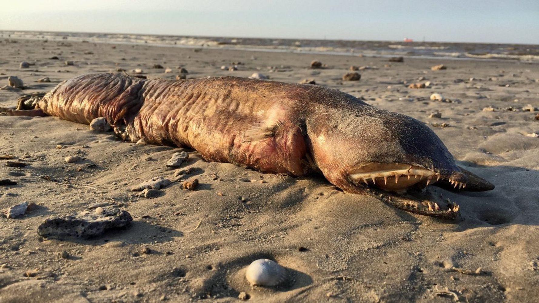 謎の生物が海岸に打ち上げられる エイリアン とtwitterざわつく ハフポスト