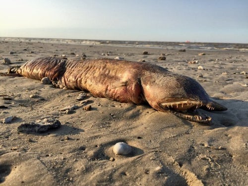 謎の生物が海岸に打ち上げられる。「エイリアン？」とTwitterざわつく