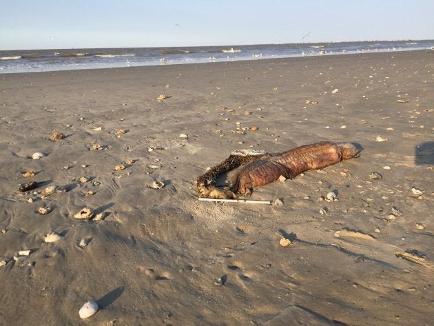 ムーuma情報 海洋生物や植物ではない なら何なんだ 海岸に漂着した怪生物の死骸 グロブスター のナゾ Getnavi Web ゲットナビ