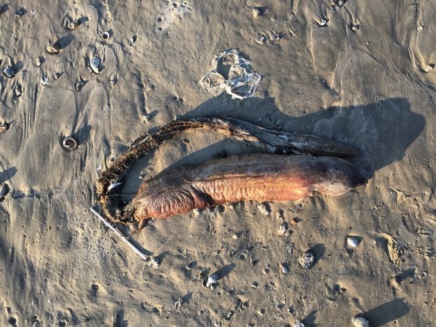 謎の生物が海岸に打ち上げられる エイリアン とtwitterざわつく ハフポスト 謎の生物が海岸に打ち上げられる エイリアン とtwitterざわつく ハフポスト