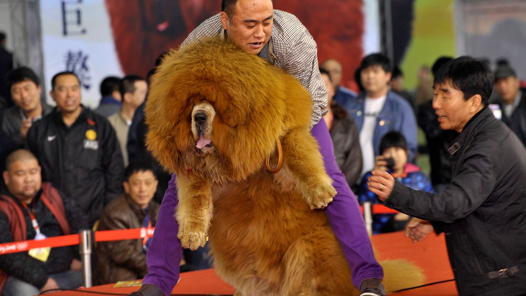 中国でチベット犬バブルが崩壊 捨てられた野犬が大量発生 ハフポスト