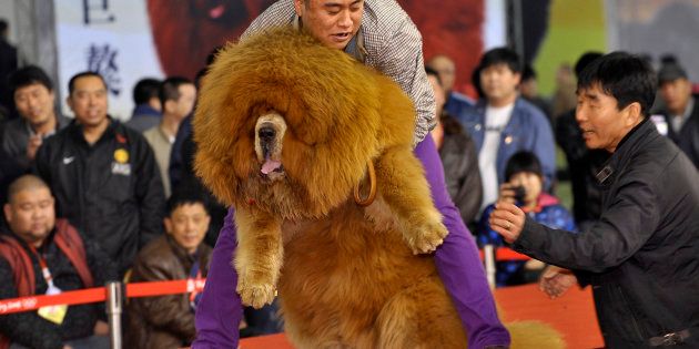 チベット犬のコンテスト（中国・瀋陽 2012年3月12日）