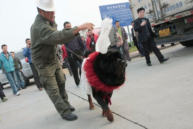 280万元（当時約5000万円）の値段がついたチベット犬（2010年11月）