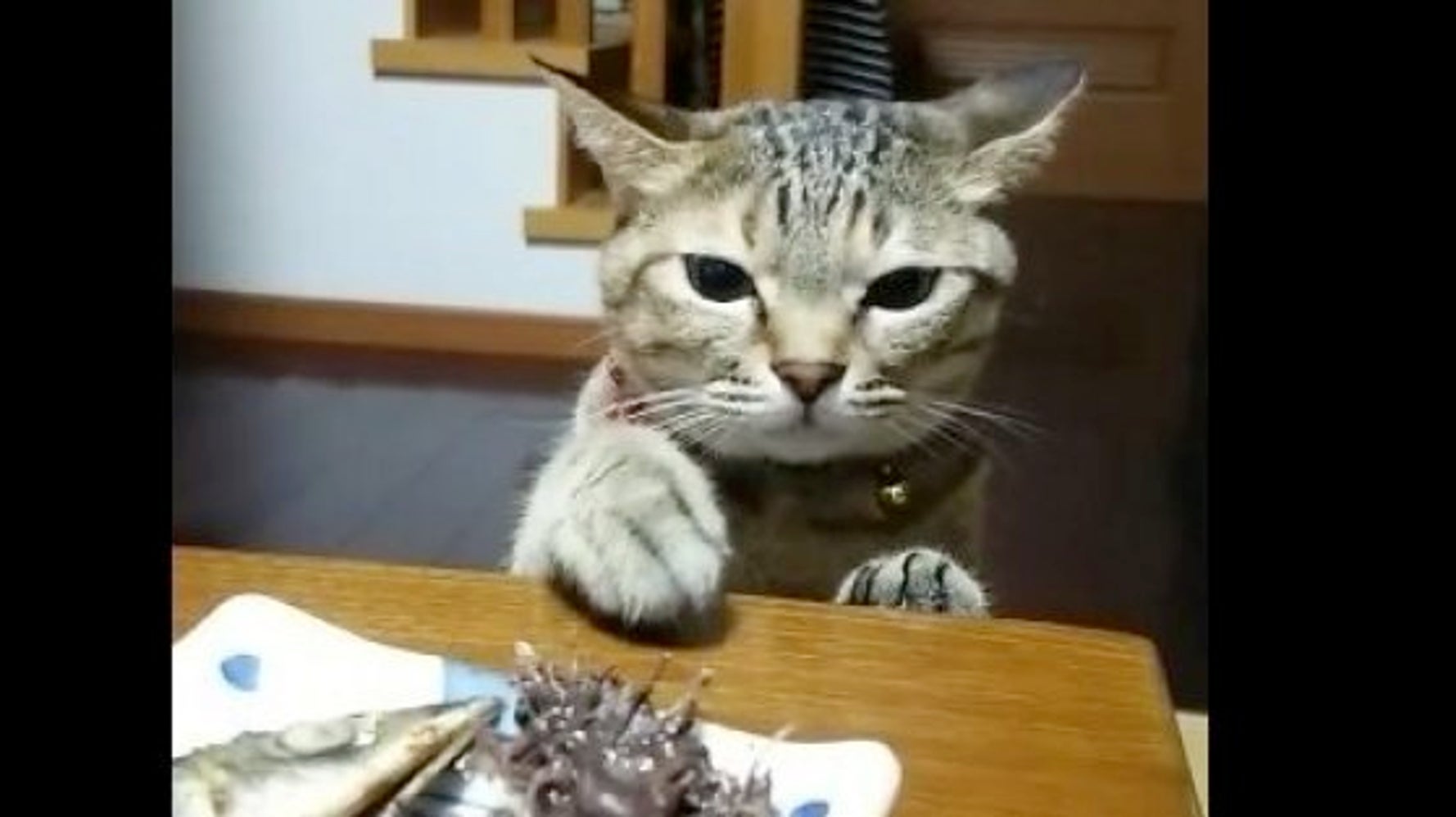 食べたい でも怒られる 猫ちゃん 焼き魚の前で葛藤しまくる 動画 ハフポスト Life