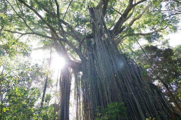 Low Angle View Of Banyan Tree In Forest