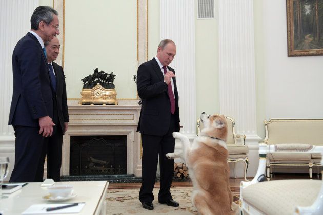 秋田犬のユメとプーチン大統領（December 7, 2016）