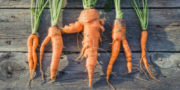 Trendy ugly organic carrot from home garden bed on barn wood table, Australian grown. Color-toning effect applied.